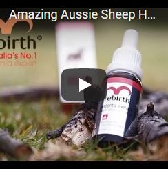 Amazing Aussie Sheep Herder - Rebirth Placenta Extract Concentrate Serum