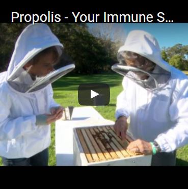 Propolis - Your Immune System's Secret Weapon